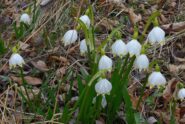 Leucojum vernum