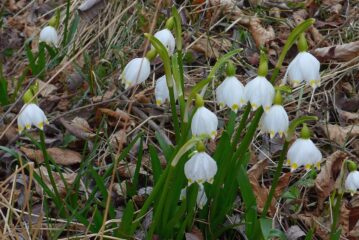 Leucojum vernum