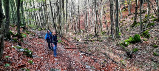 Salendo nella bella faggeta