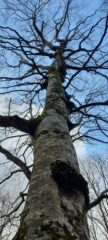 Oggi vento forte fuori dal bosco