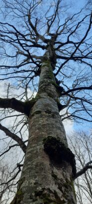 Oggi vento forte fuori dal bosco