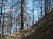 il sentiero attraversa un bel bosco di larici