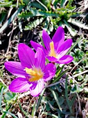 Bellissimi crochi