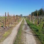 Vigneti e Monte Rosa in lontananza.