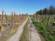Vigneti e Monte Rosa in lontananza.