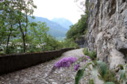 La strada militare (Via Monte Ercole)