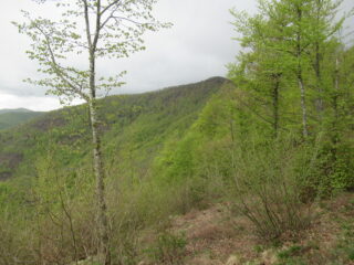 Il Monte Spinarda dal crinale di salita.