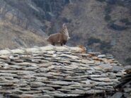 Stambecco su un tetto nei pressi dell'Alpe Pian Pra.