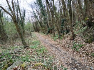Nel bosco.