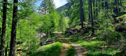 Alpeggio in vista