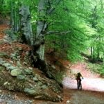 Salendo nella faggeta