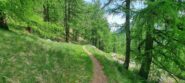 Passaggio nel lariceto