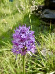 Bella fioritura lungo il sentiero alla falesia