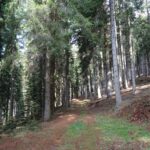 in pineta col sole...