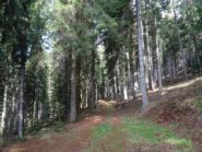 in pineta col sole...