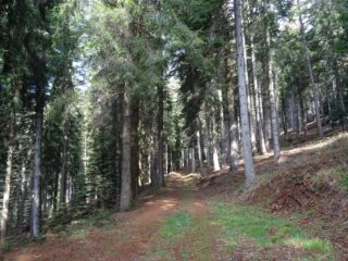 in pineta col sole...