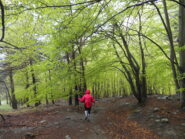 Cappuccetto rosso nel bosco