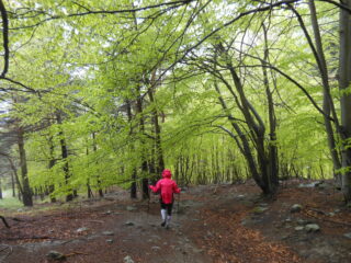 Cappuccetto rosso nel bosco