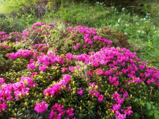 Rododendri 