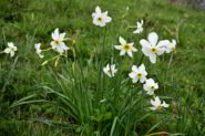 Narcisi presso la q.910
