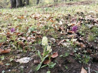 iniziano le orchidee selvatiche nei prati