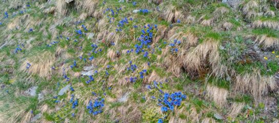 belle fioriture di Genzianelle