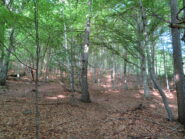 Tacche sugli alberi