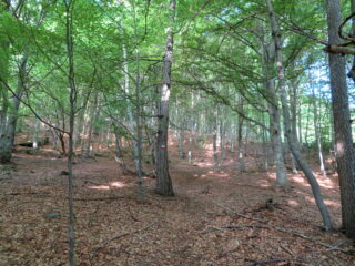 Tacche sugli alberi