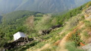 Sopra gli alpeggi