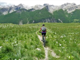 Splendida fioritura nei prati sopra Larche.