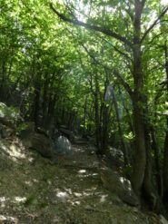 Si sale fra i castagni