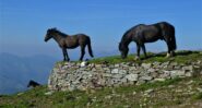 Lung-ta, cavali nel vento all' Alpe Frigerola