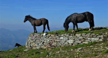 Lung-ta, cavali nel vento all' Alpe Frigerola