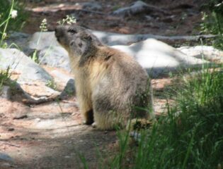 Marmottona..