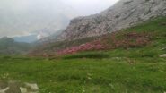 Rododendri in fiore sui pendii sopra il Lago di Malciaussia
