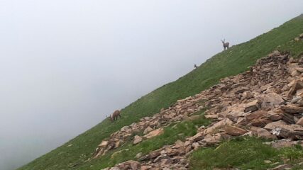 stambecchi al pascolo