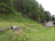 Sentiero 13B che sale nel bosco