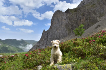 Buck tra i rododendri,sullo sfondo il Dente del monte Savi