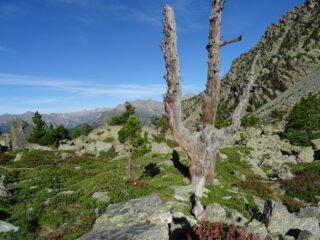 il grande albero mi ricorda qualcuno...