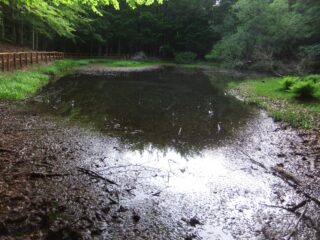 Laghetto del Penna , quasi paludoso