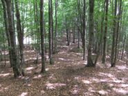 Sentiero nella faggeta verso il Monte Groppo