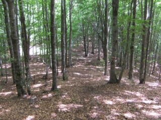 Sentiero nella faggeta verso il Monte Groppo