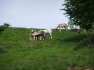 Tanti cavalli sulla cima del Monte Orocco