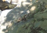 Furetto alle cascate