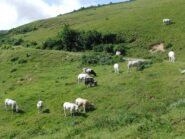 Mucche al pascolo prima del Garezzo