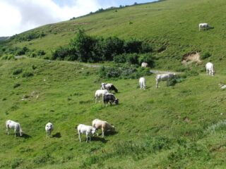 Mucche al pascolo prima del Garezzo