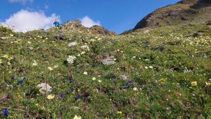 Fioritura spettacolare in discesa dal colle Tsomioy