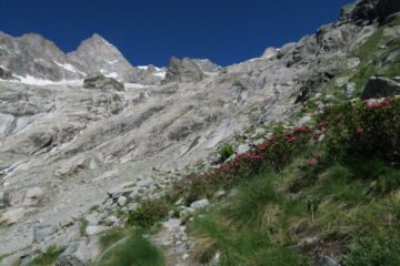 fioritura di rododendri lungo il sentiero