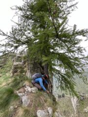 La calata dal larice