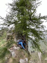 La calata dal larice